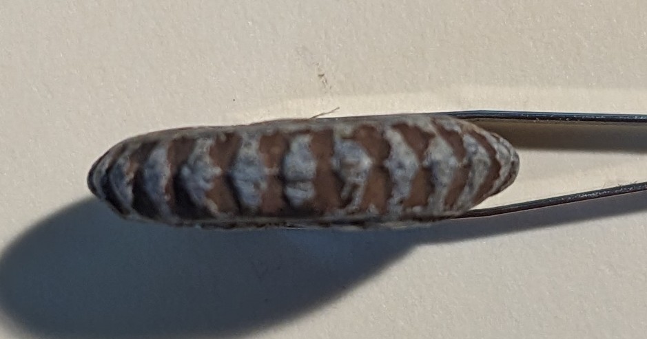 Cast-Iron-Mc-343-Token---What's-Its-Purpose?-Id:-Likely-Railroad-Car-Seal